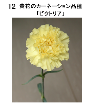 図12 黄花のカーネーション品種「ビクトリア」