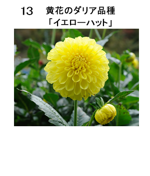図13 黄花のダリア品種「イエローハット」