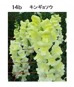 図14b キンギョソウ