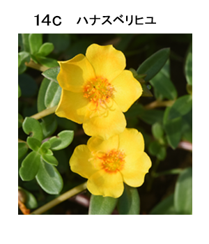 図14c ハナスベリヒユ