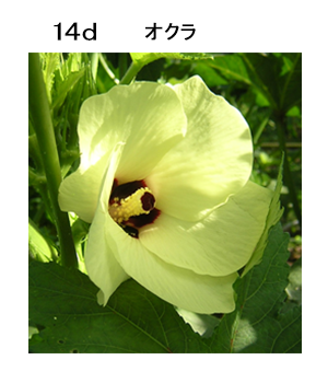 図14d オクラ