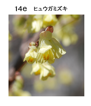 図14d ヒュウガミズキ