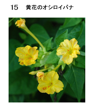 図15 黄花のオシロイバナ
