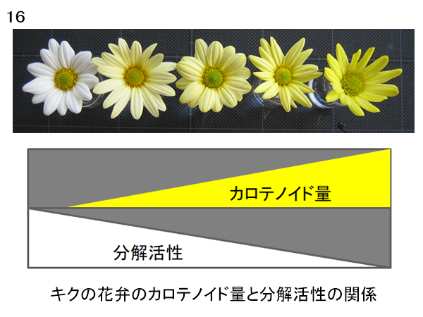 図16 キクの花弁のカロテノイド量と分解活性の関係