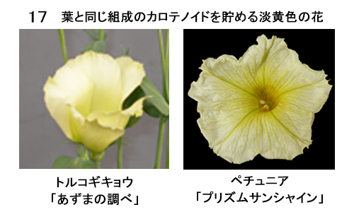 図17 葉と同じ組成のカロテノイドを貯める淡黄色の花。(写真左)トルコギキョウ「あずまの調べ」 (写真右)ペチュニア「プリズムサンシャイン」