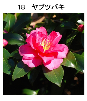 図18 ヤブツバキ