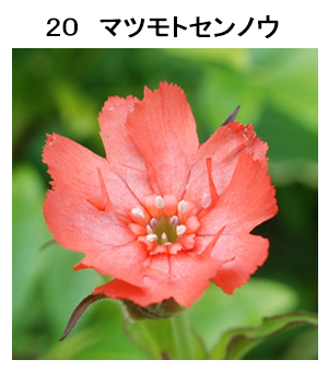 図20 マツモトセンノウ