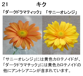 図21 (写真)キク「ダークドラマティック」と「サニーオレンジ」。「サニーオレンジ」には黄色カロテノイドが、「ダークドラマチック」には黄色カロテノイドの他にアントシアニンが含まれています。
