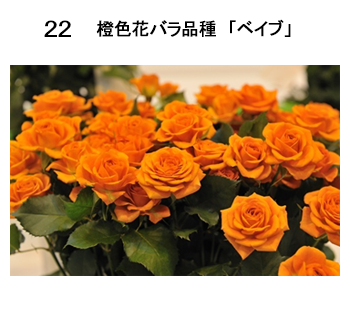 図22 橙色花バラ品種「ベイブ」