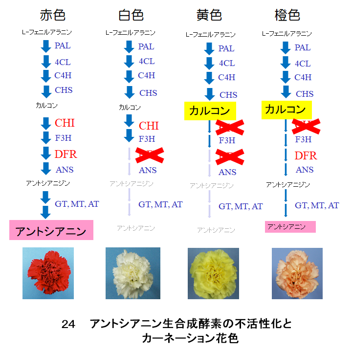 図24 アントシアニン生合成酵素の不活性化とカーネーション花色