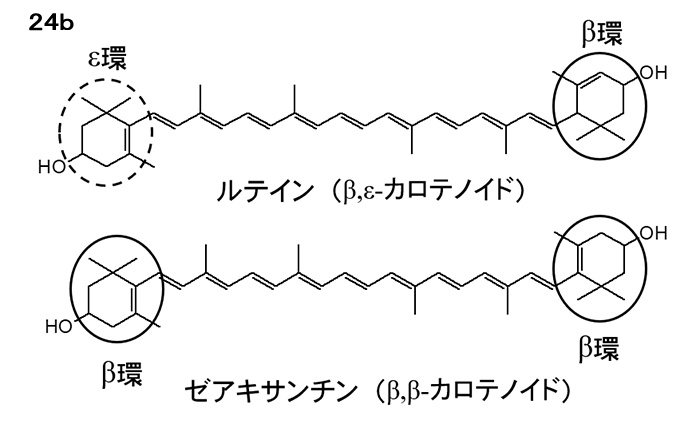 図24b ルテインはβ,ε-カロテノイドに分類されるカロテノイドで、両端にβ環とε環が一つずつ付いた構造をしています