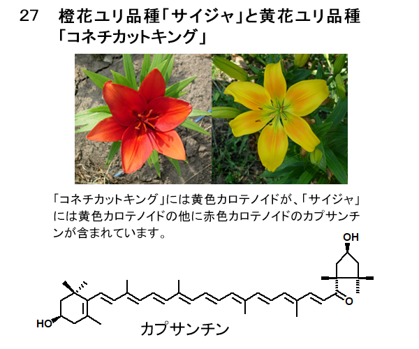図27 橙花ユリ品種「サイジャ」と黄花ユリ品種「コネチカットキング」