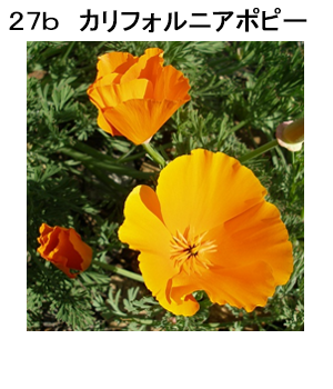 図27b カリフォルニアポピー