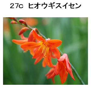 図27c ヒオウギスイセン