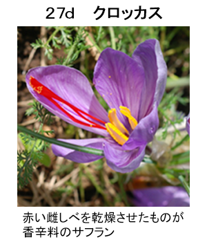 図27d クロッカス。赤い雌しべを乾燥させたものが香辛料のサフラン