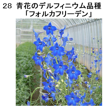 図28 青花のデルフィニウム品種「フォルカフリーデン」