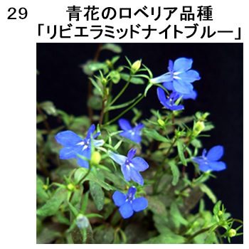 図29 青花のロベリア品種「リビエラミッドナイトブルー」