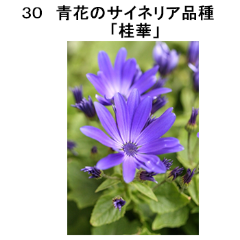 図30 青花のサイネリア品種「桂華」
