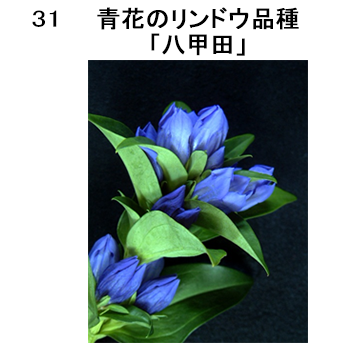 図31 青色のリンドウ品種「八甲田」