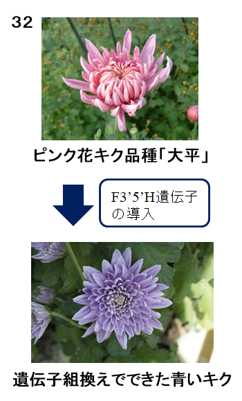 図32 ピンク花キク品種「大平」と遺伝子組み換えでできた青いキクの写真