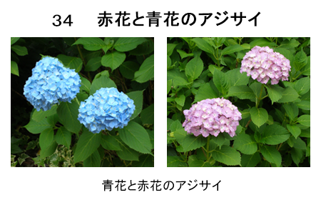 図34 赤花と青花のアジサイ