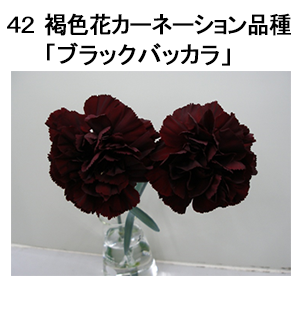図42 褐色花カーネーション品種「ブラックバッカラ」