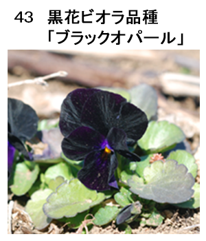 図43 黒花ビオラ品種「ブラックオパール」