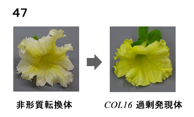 図47 写真(左)非形質転換体 (右)COL16過剰発現体