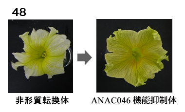 図48 写真(左)非形質転換体 (右)ANAC046機能抑制体