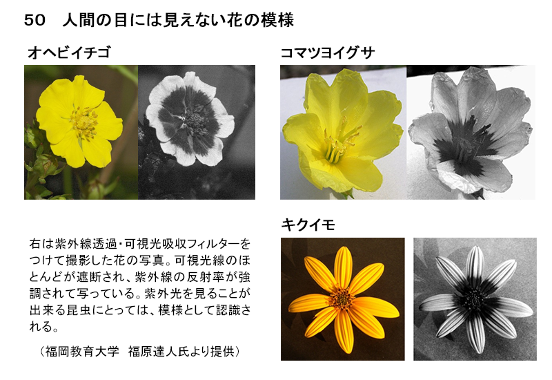 野菜花き研究部門 花の模様 農研機構 野菜花き研究部門 花の模様 農研機構