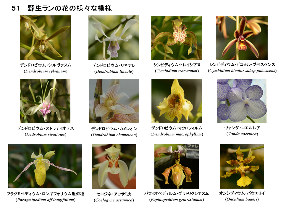 野菜花き研究部門 花の模様 農研機構 野菜花き研究部門 花の模様 農研機構