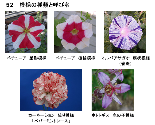 野菜花き研究部門 花の模様 農研機構