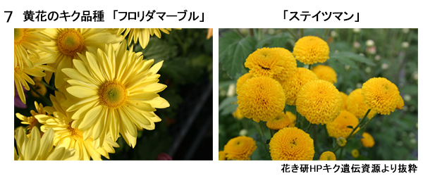 図7(左)黄花のキク品種「フロリダマーブル」(右)「ステイツマン」