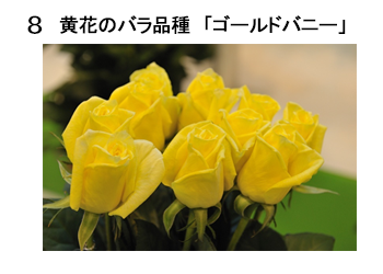 図8 黄花のバラ品種「ゴールドバニー」