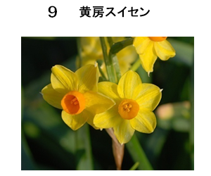 図9 黄房スイセン