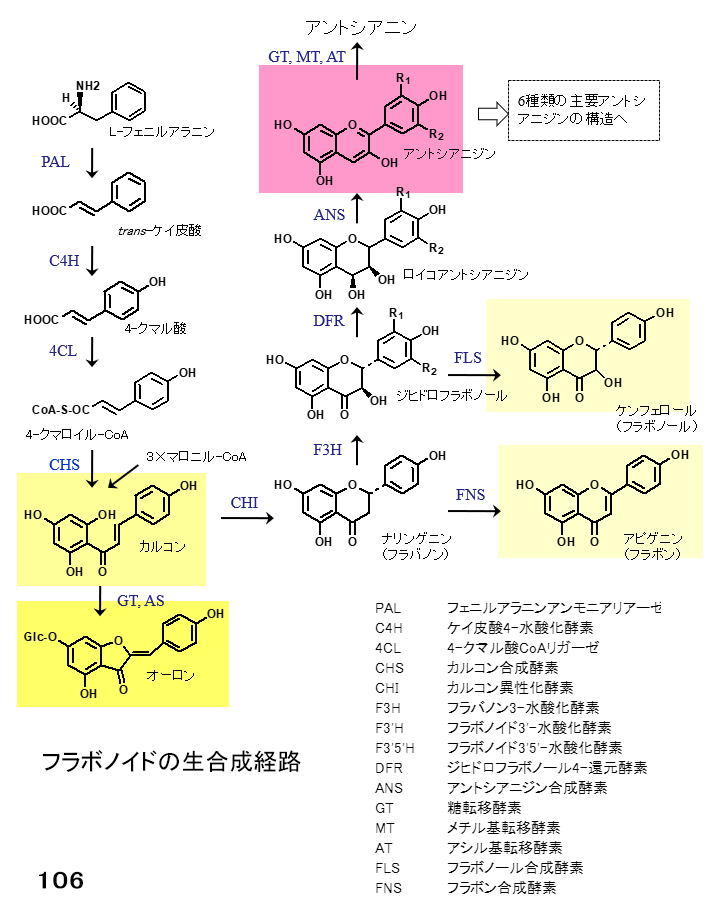 図106 フラボノイドの生合成経路