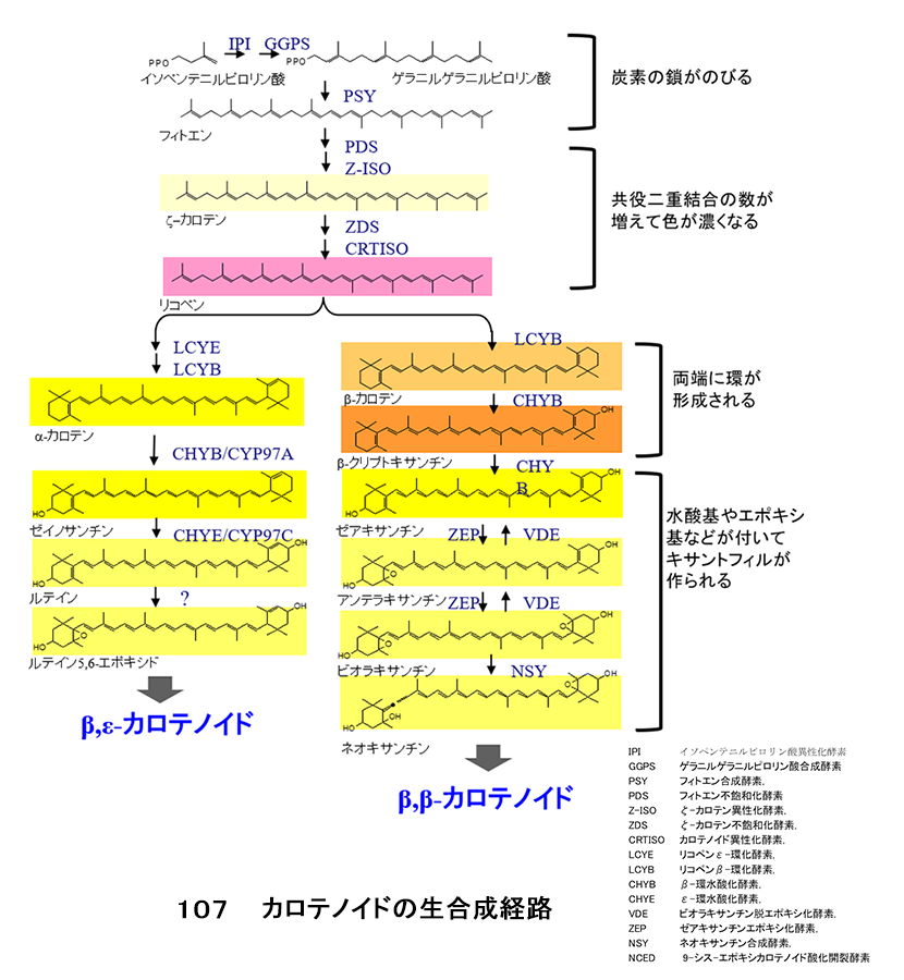 図107 カロテノイドの生合成経路