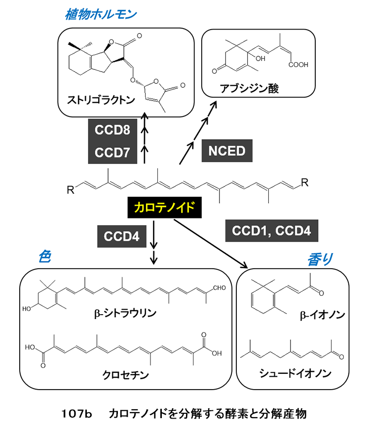 図107b カロテノイドを分解する酵素と分解産物