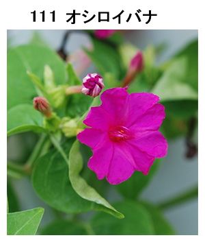 図111 オシロイバナ