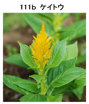 図111b ケイトウ