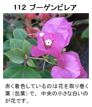 図112 ブーゲンビレア
