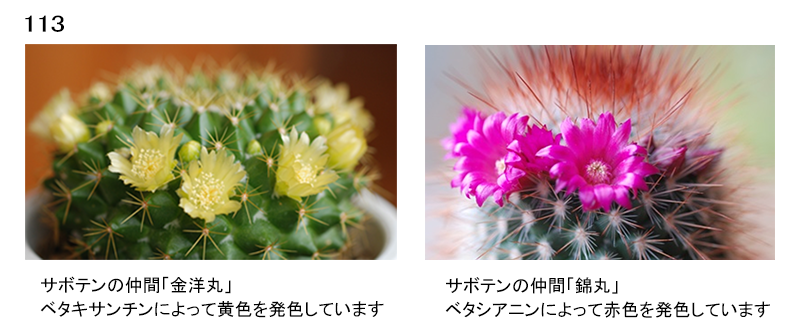 図113 サボテンの仲間(左)「金洋丸」、(右)「錦丸」
