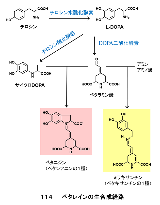 図114 ベタレインの生合成経路