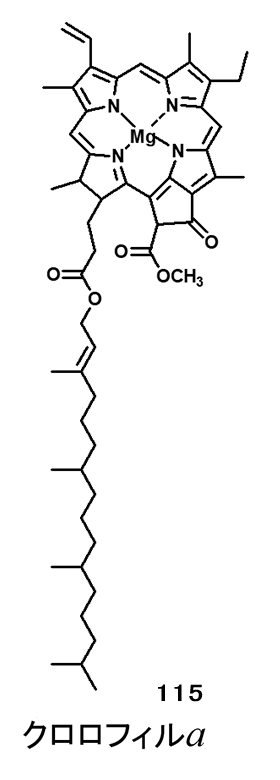 クロロフィル
