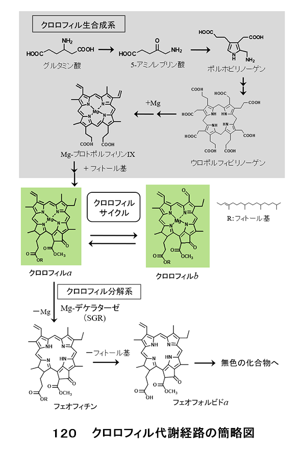 クロロフィル