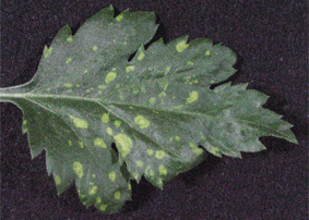 CChMVdに感染したキクの葉