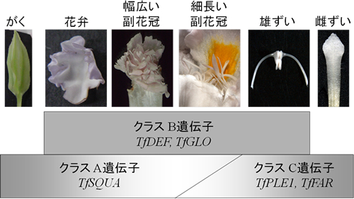 トレニアの副花冠ならびに基本的な花器官の形成に対する花器官ホメオティック遺伝子の発現パターンの影響