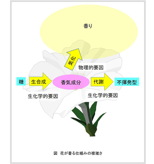 野菜花き研究部門 花の香りの研究 農研機構