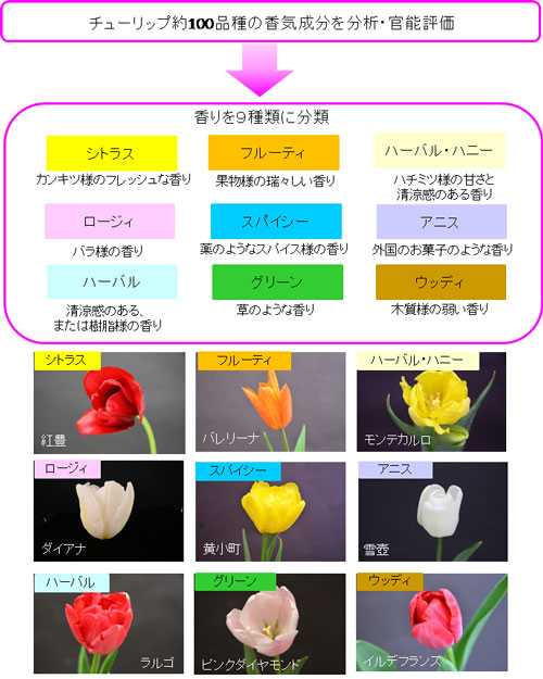 野菜花き研究部門 花の香りの研究 農研機構