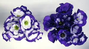 正常な覆輪と「色流れ」覆輪の花
